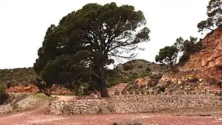 Pin blanc monumental. Lieu dit «Pi del Salt». Naquera