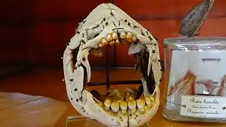 Piaractus brachypomus - squelette mnhn Paris