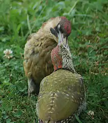 Femelle et son juvénile en pleine becquée.