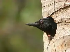 Tête d'un pic émergeant de l'entrée de son nid creusé dans un cocotier