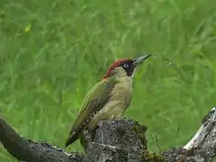 Pic vert mâle.