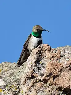 Colibri à flancs blancs (Oreotrochilus leucopleurus)