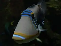 Un spécimen en aquarium.