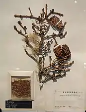 Rameau, cônes et graines au musée national de la nature et des sciences de Tokyo en 2013.