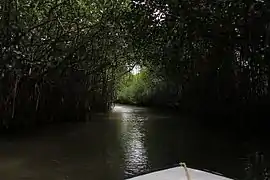 Les mangroves de Pichavaram, non loin de Chidambaram (Tamil Nadu), forment la seconde plus grande mangrove du monde après les Sundarbans.