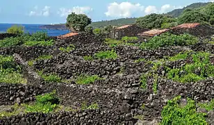 Vignes abritées du vent par des murets sur l'île de Pico aux Açores.