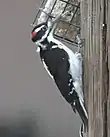 Un oiseau noir et blanc avec une petit tache rouge sur la tête