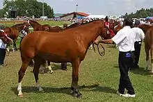 Plusieurs chevaux à l'arrêt tenus en main.