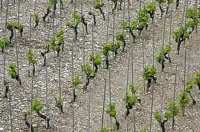 Vigne suisse sur échalas.