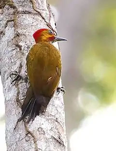 Description de l'image Piculus leucolaemus - White-throated woodpecker (male).jpg.