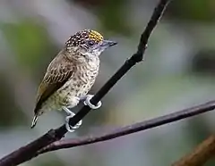 Description de l'image Picumnus aurifrons - Bar-breasted Piculet (male), Careiro da Várzea Amazonas, Brazil.jpg.