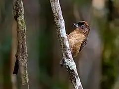 Description de l'image Picumnus fuscus - Rusty-necked Piculet (male), Pimenteiras d'Oeste, Rondônia, Brazil.jpg.