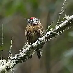 Description de l'image Picumnus nebulosus - Mottled piculet.JPG.