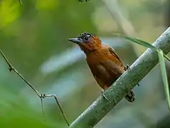 Description de l'image Picumnus rufiventris - Rufous-breeasted Piculet (female); Rio Branco, Acre, Brazil.jpg.