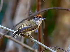 Description de l'image Picumnus subtilis - Fine-barred Piculet (male); Rio Branco, Acre, Brazil.jpg.