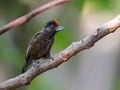 Description de l'image Picumnus varzeae - Varzea Piculet (male) Itacoatiara, Amazonas, Brazil.jpg.