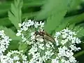 Pidonia lurida(Fabricius, 1792)