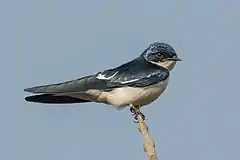 Description de l'image Pied-winged swallow (Hirundo leucosoma).jpg.