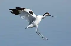 Photo de profil d'un oiseau blanc avec bout des ailes et dessus de la tête noirs en vol.