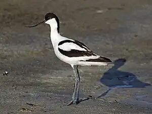 Avocette élégante adulte posée sur une zone de vasière avec son ombre en arrière-plan.