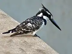 Martin-pêcheur pie ♂ (Parc national Kruger, Afrique du Sud)