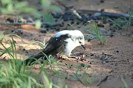 Cratérope bicolore fourrageant au sol.