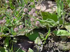 Pied-de-lièvreTrifolium arvense