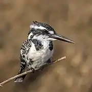 Martin-pêcheur pie ♀ (rivière Chambal, Inde)