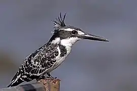 Martin-pêcheur pie ♀ (lac Awasa, Éthiopie).