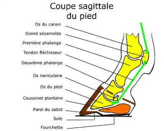Descriptif anatomique du pied en coupe sagittal : os, tendons, coussinet plantaire, paroi.