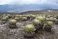 Paramo de Piedras Blancas (Mérida, Venezuela)