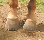  image des pieds antérieurs d'un cheval, vus de face.