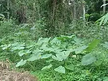 Pieds de Macabo. Tubercules et jeunes feuilles sont commestibles