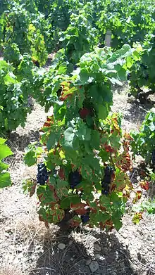 Des pieds de vignes à Chénas.