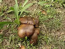 Pieds en touffe du Cyanoboletus