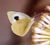 Pieris cheiranthi