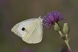 Pieris brassicae