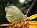 Piéride du chou (Pieris brassicae)