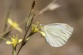 Pieris ergane