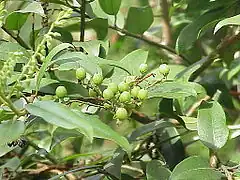 Description de l'image Pieris_floribunda0.jpg.