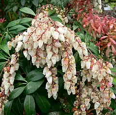 Description de l'image Pieris japonica 10.jpg.