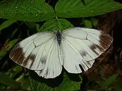 Pieris melete