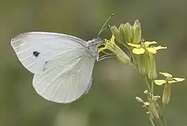 Pieris pseudorapae