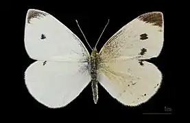 Gynandromorphe bilatéral (partie mâle à gauche).