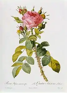Redouté, Rosa bifera macrocarpa.