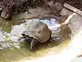 Tortue géante des Galapagos