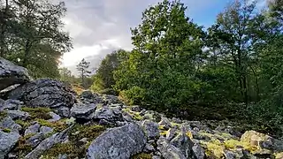 Photographie du pierrier et de son environnement boisé.