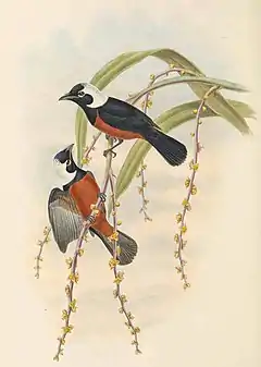 Description de l'image Piezorhynchus richardsii - The Birds of New Guinea (cropped).jpg.
