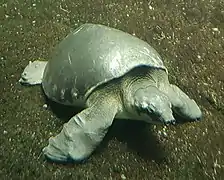 Carettochelys insculpta (Carettochelyidae)