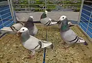 Volière (3 mâles, 2 femelles) de pigeons Gier bleu barré et argenté barré